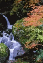 【紅葉・見ごろ】福知渓谷 2026