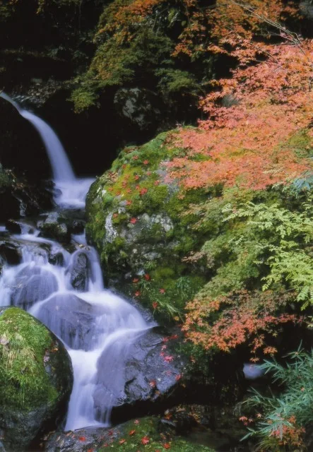 【紅葉・見ごろ】福知渓谷 2026