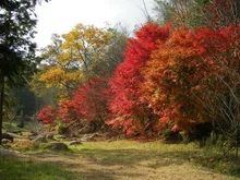 矢野温泉公園 四季の里 もみじ谷園の紅葉 2026