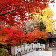 【紅葉・見ごろ】東大寺別院阿弥陀寺 2026