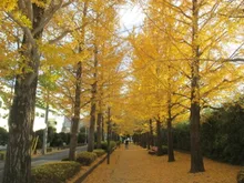宇都宮駅東公園の紅葉 2026