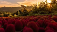 【紅葉・見ごろ】伊賀野の花畑　ホウキ草 2026
