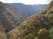 滝川渓谷(埼玉県)の紅葉 2026