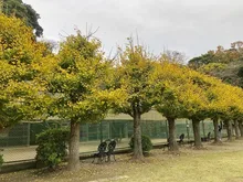 【紅葉・見ごろ】城山公園 2026