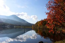 白樺高原(蓼科山)の紅葉 2026
