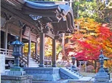 【紅葉・見ごろ】仲仙寺 2026
