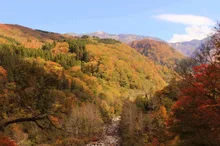 白山市白峰県道白山公園線沿線の紅葉 2026