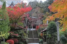 【紅葉・見ごろ】薬王院温泉寺 2026