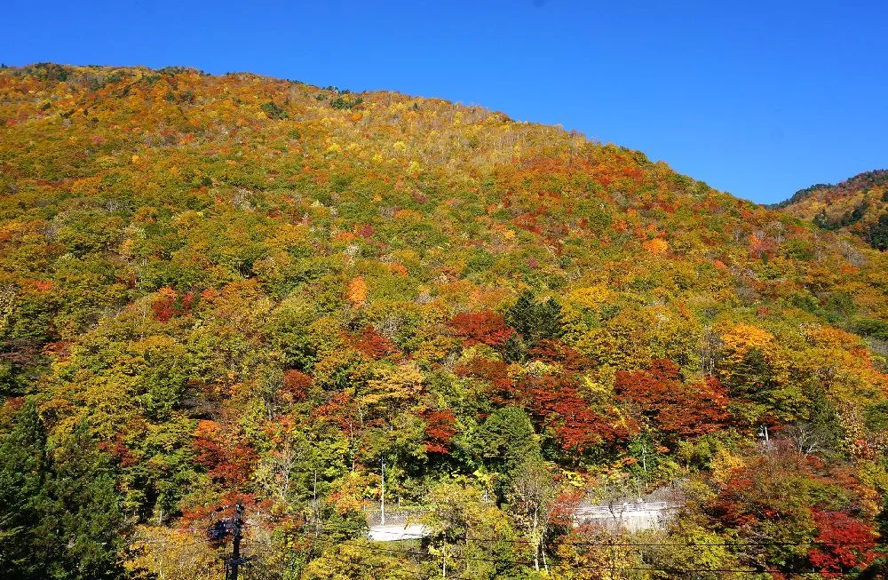 奥飛騨温泉郷の紅葉 2026