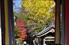 【紅葉・見ごろ】金生山　明星輪寺 2026