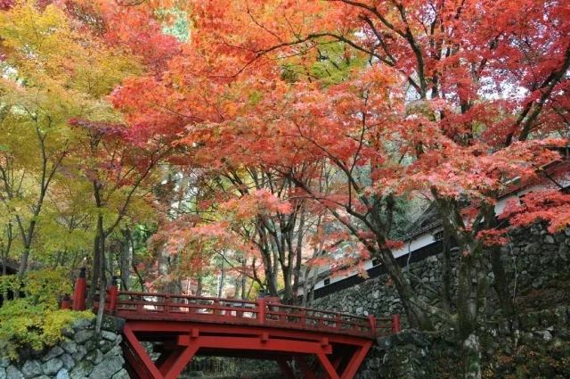 横蔵寺もみじまつり 2026