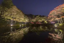 六甲高山植物園の紅葉 2026