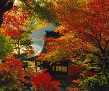 【紅葉・見ごろ】長源寺 2026