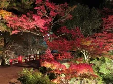 【紅葉・見ごろ】紅葉谷公園 2026