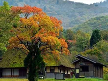 【紅葉・見ごろ】八幡高原 2026