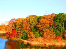 千葉県立北総花の丘公園の紅葉 2026