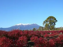 開田高原の紅葉 2026