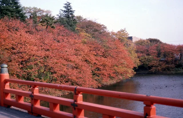 【紅葉・見ごろ】高岡古城公園 2026