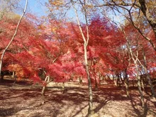 【紅葉・見ごろ】岐阜県百年公園 2026