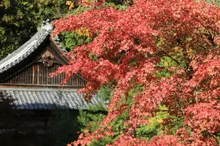 安祥寺の紅葉 2026