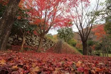 【紅葉・見ごろ】弥栄の紅葉　もみじ谷公園 2026