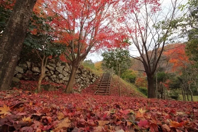 【紅葉・見ごろ】弥栄の紅葉 もみじ谷公園 2026