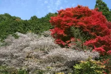 【紅葉・見ごろ】神代四季桜 2026