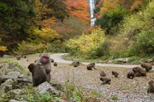 【紅葉・見ごろ】神庭の滝 2026