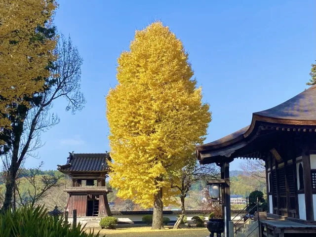 【紅葉・見ごろ】西身延 妙本寺 2026