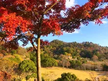 【紅葉・見ごろ】神山森林公園イルローザの森 2026