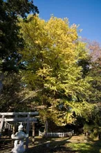 【紅葉・見ごろ】根岸の大いちょう 2026