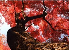 佐久山紅葉まつり 2026