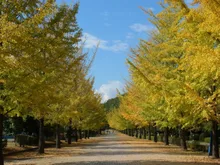 埼玉トヨペット秩父グリーンミューズパークの紅葉 2026
