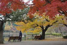 千葉公園の紅葉 2026