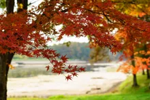 飯綱高原の紅葉 2026