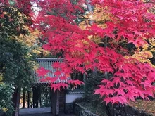 【紅葉・見ごろ】正眼寺 2026