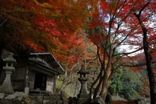 板井原集落の紅葉 2026