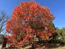 【紅葉・見ごろ】吉備中央公園 2026