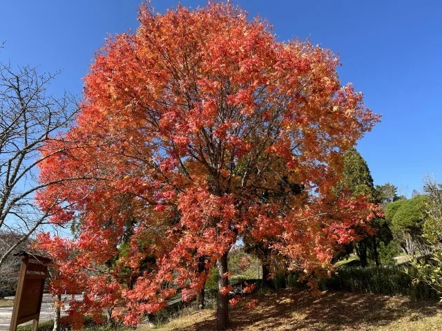 【紅葉・見ごろ】吉備中央公園 2026