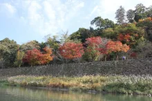 【紅葉・見ごろ】人吉城跡周辺　球磨川沿岸 2026
