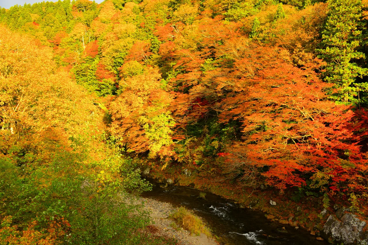 薬研渓流の紅葉 2026