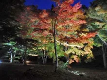 市民の森不習岳の紅葉 2026