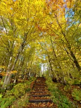 白神山地 岳岱自然観察教育林の紅葉 2026