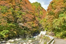 【紅葉・見ごろ】岨谷峡 2026