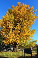 【紅葉・見ごろ】遍照寺の大イチョウ 2026