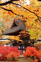 【紅葉・見ごろ】霊松寺 2026