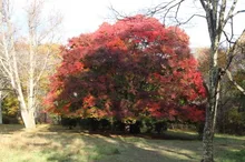 【紅葉・見ごろ】大峰高原・白樺の森 中カエデ 2026