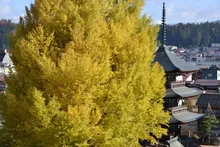 【紅葉・見ごろ】飛騨国分寺 2026