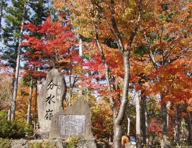 【紅葉・見ごろ】ひるがの高原 2026