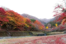 【紅葉・見ごろ】養老公園 2026